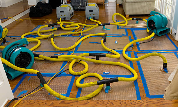 Professional Structural Drying And Dehumidification technician working in Mango, FL